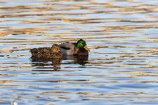 IMG_4252.jpg