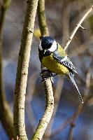 img_4460.jpg