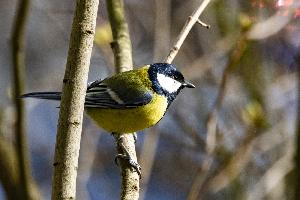 img_4461.jpg