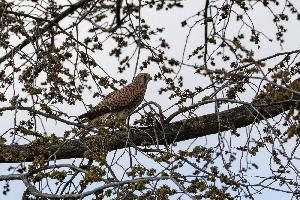 img_4520.jpg