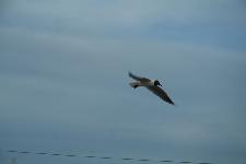 IMG_0447.jpg