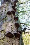 _MG_8831.jpg