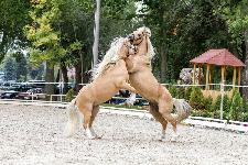 IMG_6006.jpg