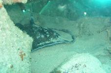 019-trnucha.jpg