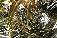 025-kokosy.jpg