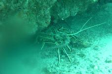 044-Langusta.jpg