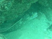 048-Murena.jpg