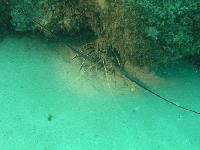 049-Langusta.jpg