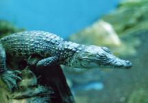 Protaras-Gavial.jpg