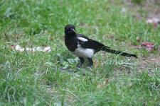 IMG_2631.jpg