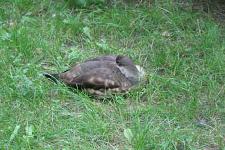 IMG_2642.jpg