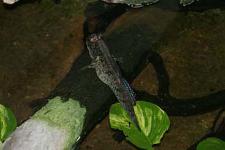 IMG_2721.jpg