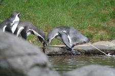 IMG_2747.jpg