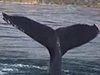 Whales 2001